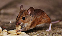 24 Hour & Emergency Exterminators in Kings Canyon National Pk, CA
